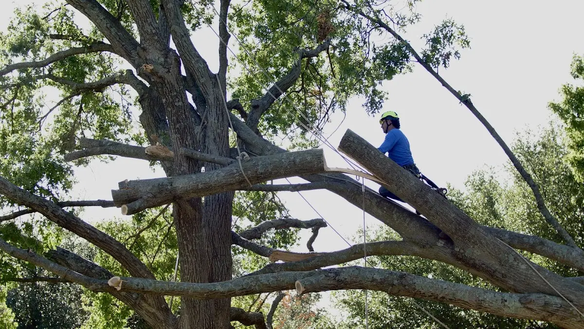 Professional Hazardous Tree Removal performed by certified arborists in Freeburg