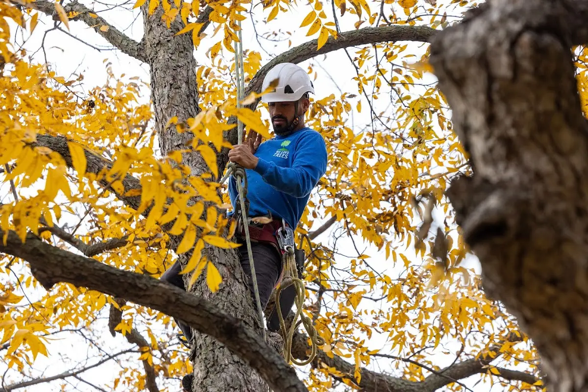 Skilled Tree Transplanting crew working in Freeburg