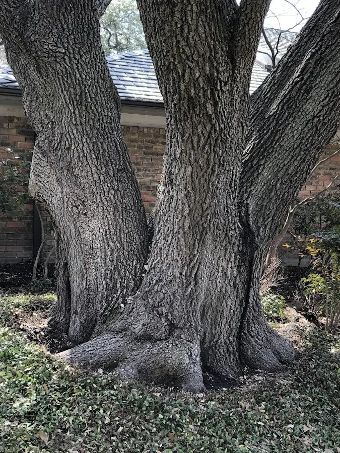 Mature heritage tree close to a Freeburg property cared for by certified arborists