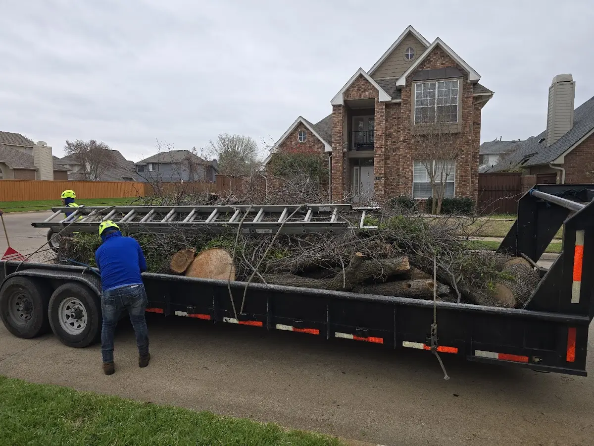 Expert Tree Removal with proper safety equipment in Freeburg